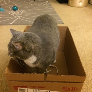 Cat in box